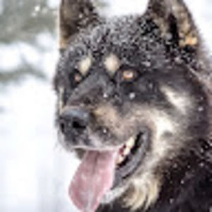 Meet your Posher, William